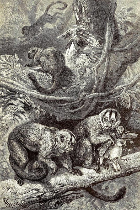 Night monkeys