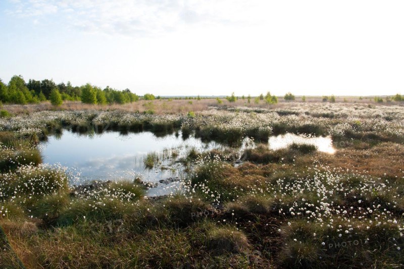 Hare's-tail cottongrass