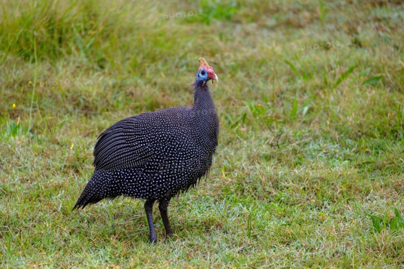 Helmeted Guineafowl