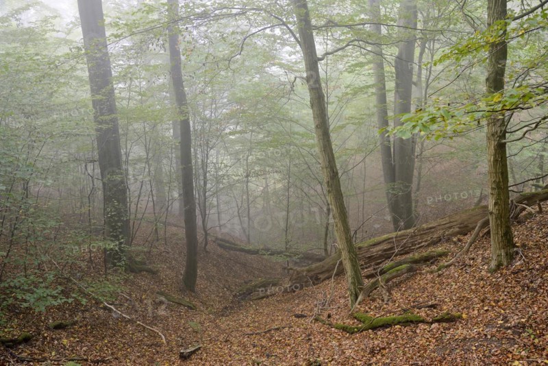 Deciduous forest