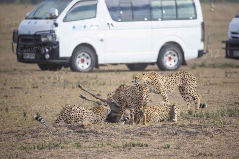 Cheetah