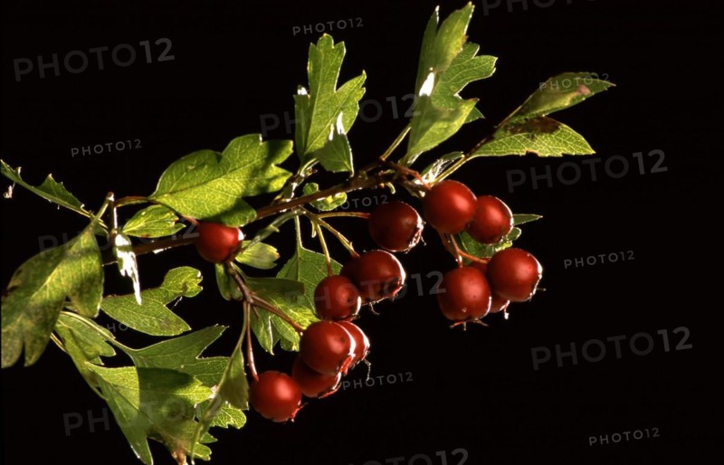 Fruits of the hawthorn