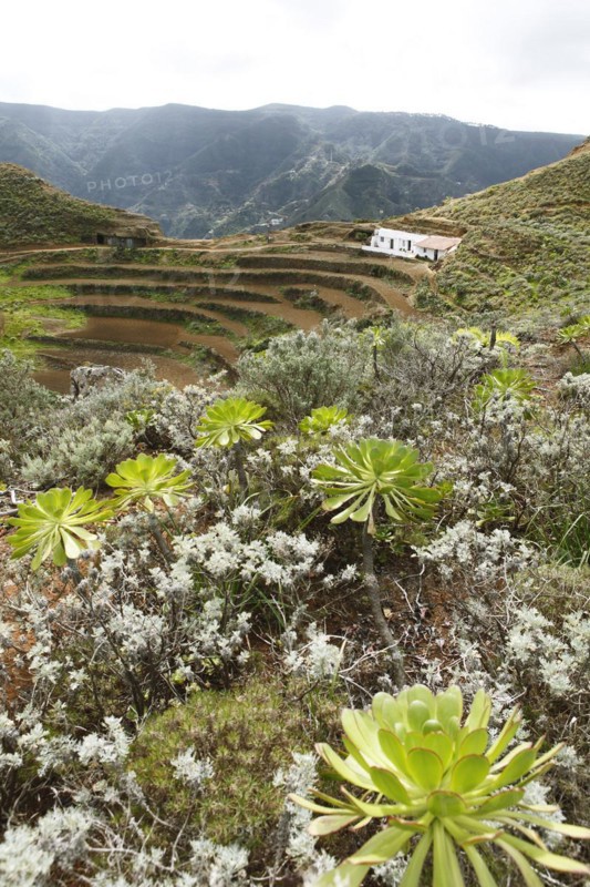 Terrace fields in the Anaga Mountains