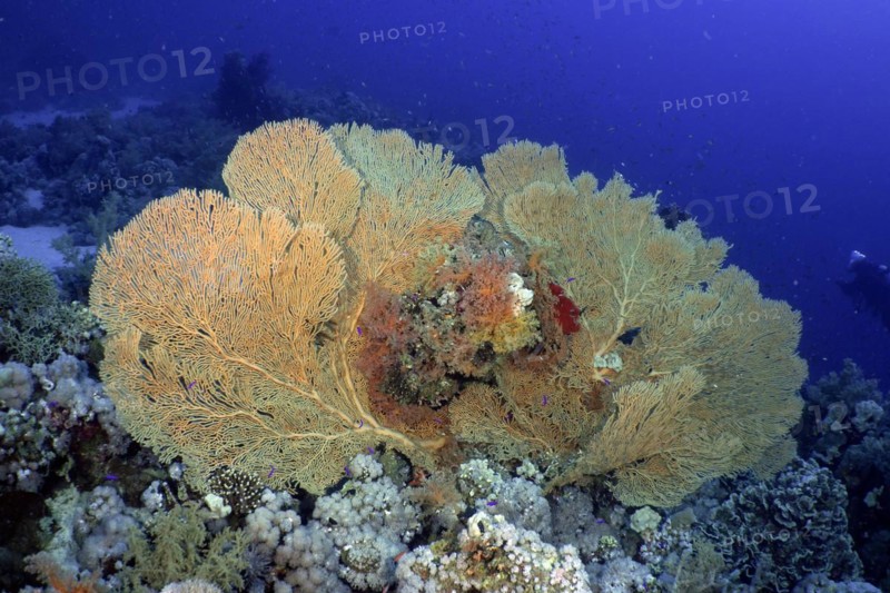Giant sea fan
