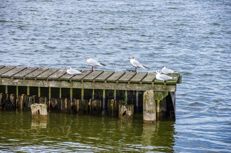 Seagulls on a jetty at Zierker See in Neustrelitz