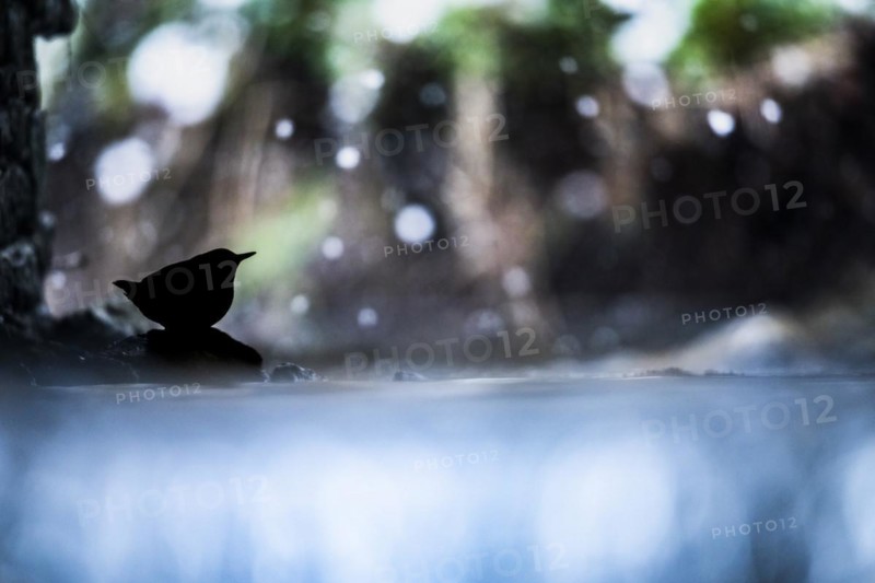 White-breasted dipper