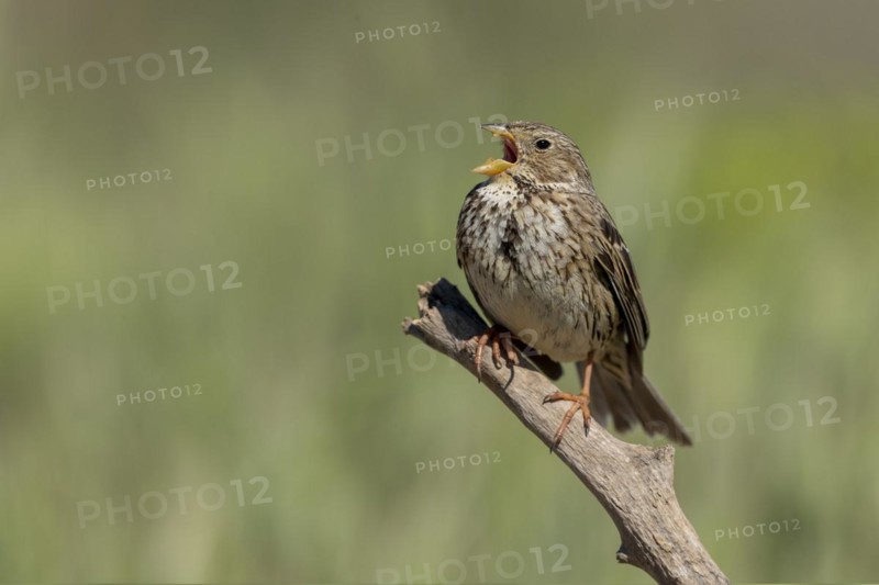 Corn Bunting
