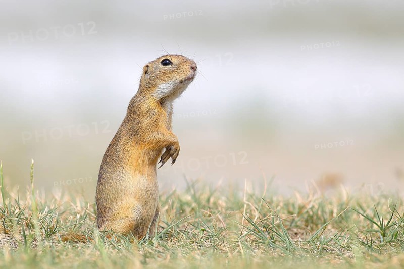 European ground squirrel