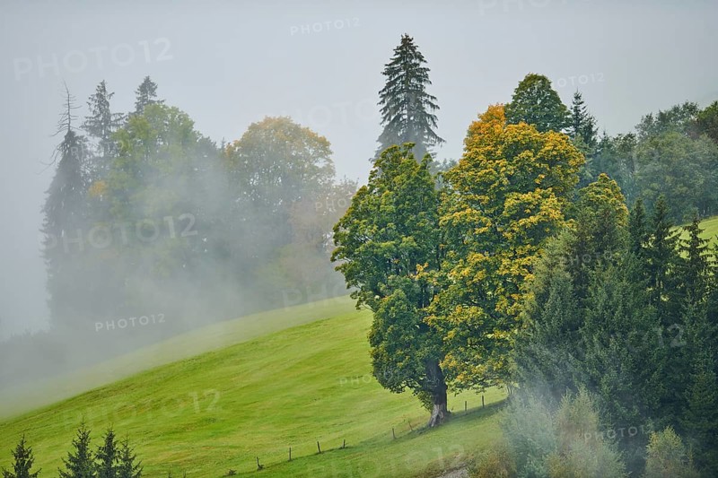 Norway maple