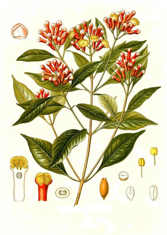 Medicinal plant