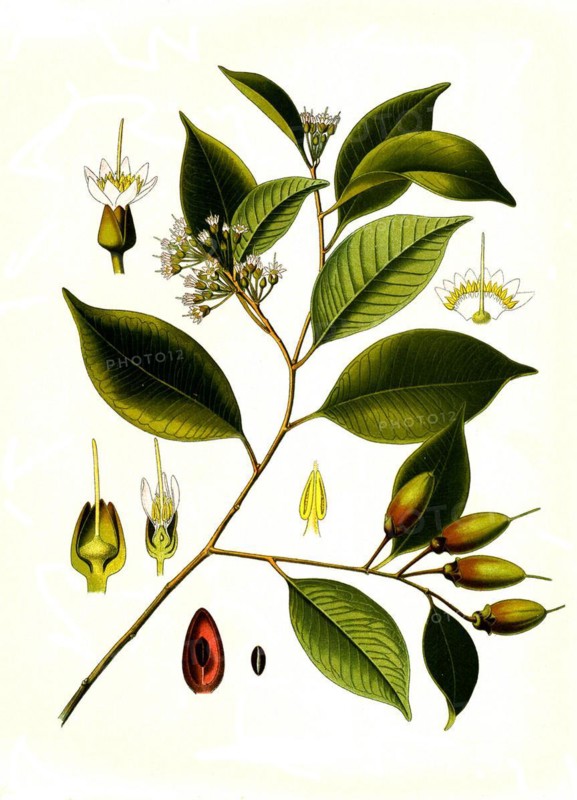 Medicinal plant