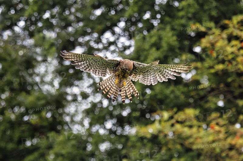 Common kestrel
