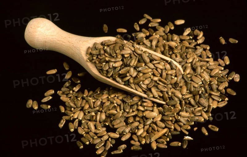 Medicinal plant