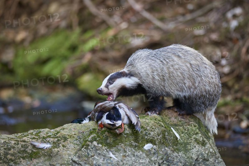 European badger
