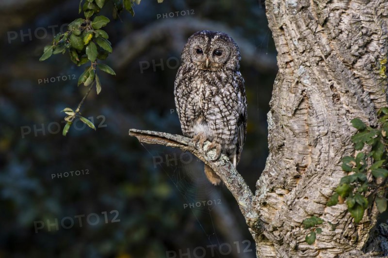 Tawny owl