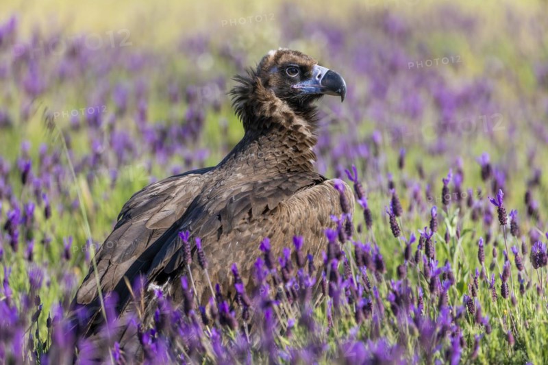 Cinereous vulture