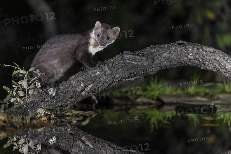 Beech marten