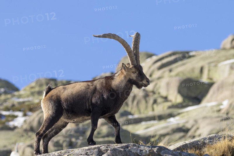 Iberian ibex