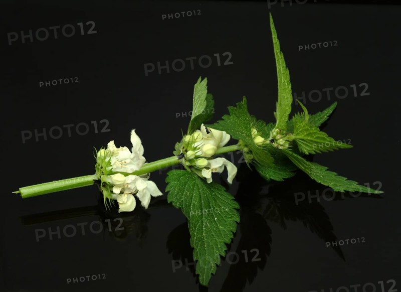 White deadnettle