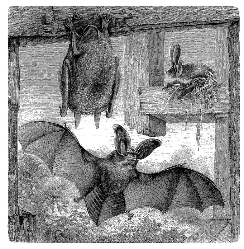 Brown long-eared bat