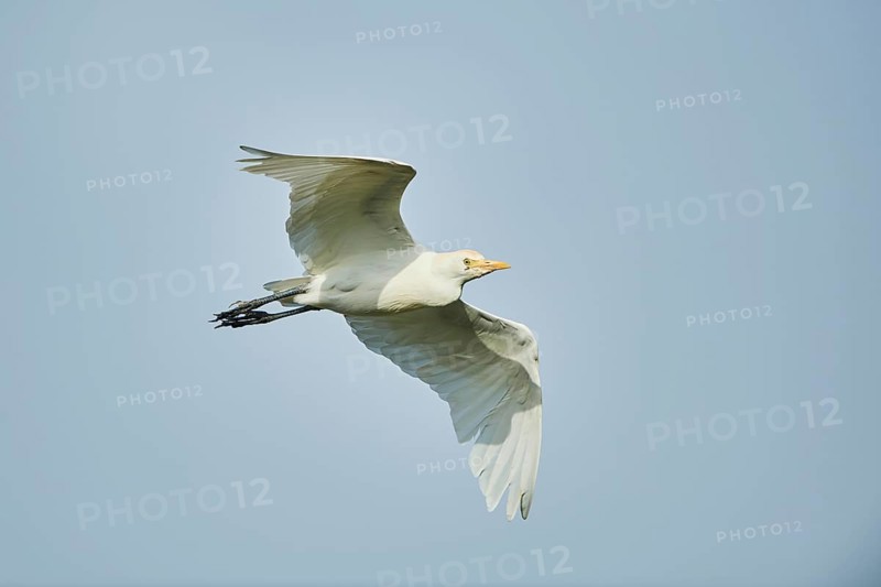 Cattle egret
