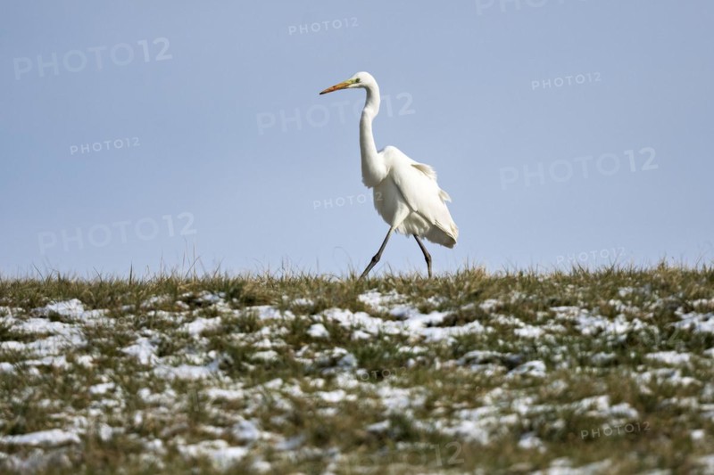 Great egret