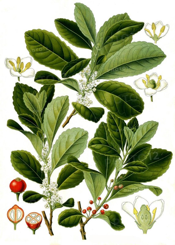 Medicinal plant