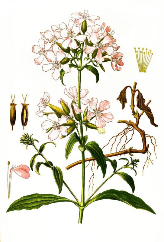 Medicinal plant