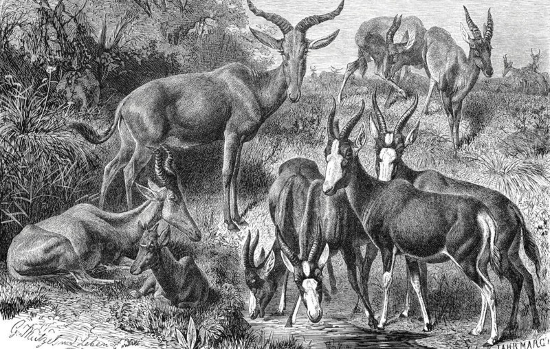 Hartebeest