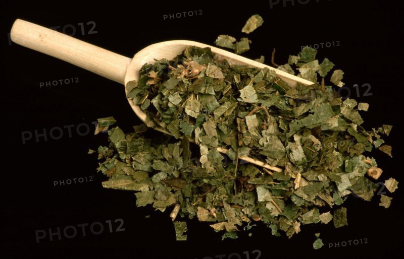 Dried witch hazel leaves virginiana