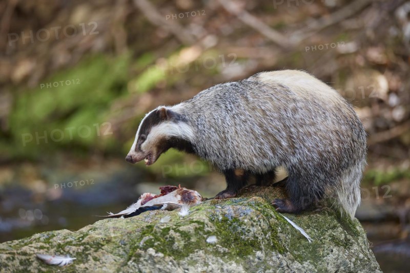 European badger
