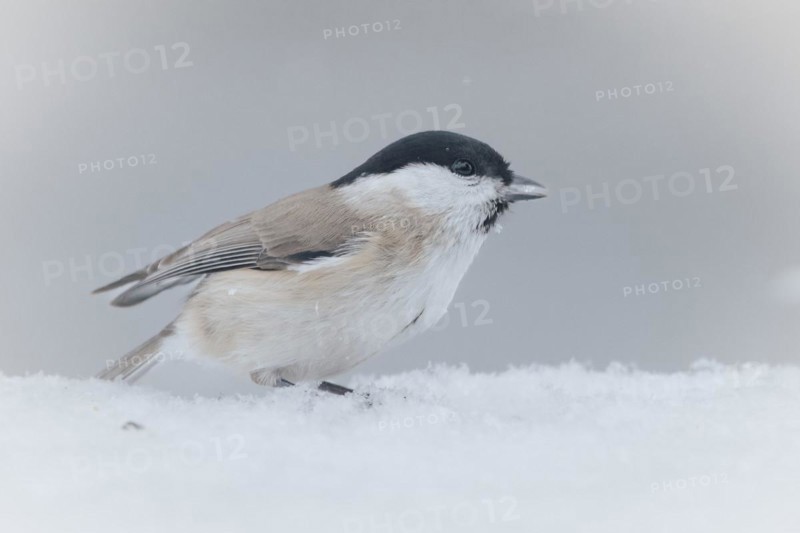 Willow Tit