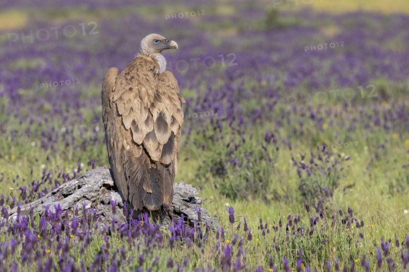 Griffon vulture