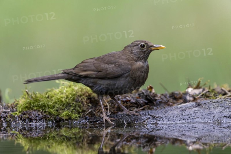 Blackbird