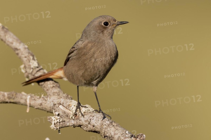 Black Redstart