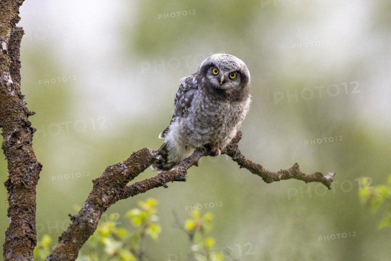 Northern hawk owl