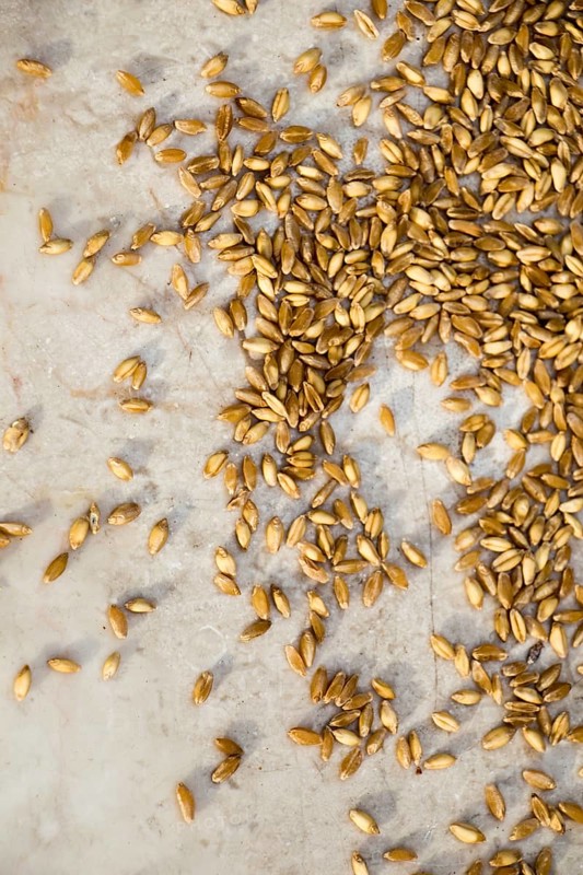 Lots of yellow wheat grains on the view