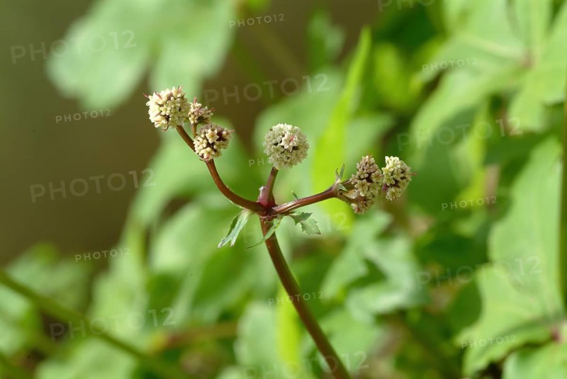 Sanicula