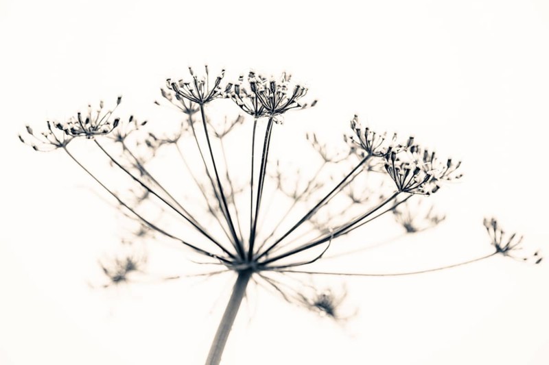 Flowering hogweed