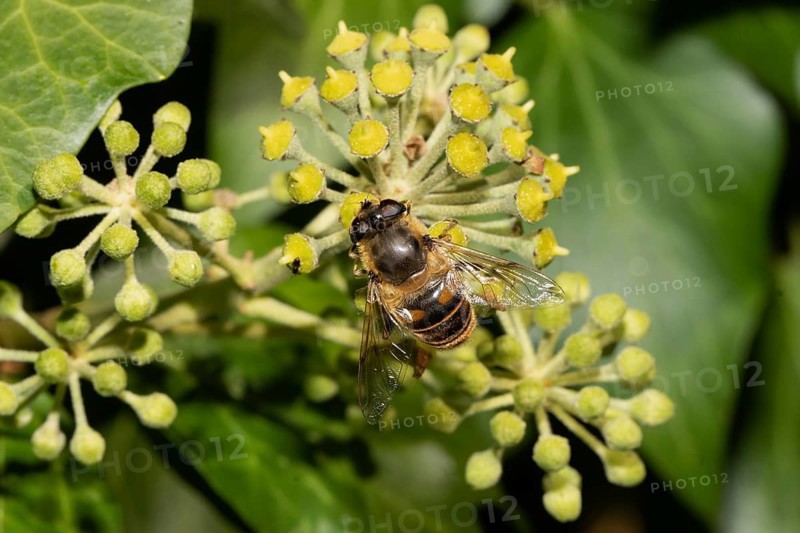Mock bee wedgewing hoverfly sitting on green ivy fruits looking up