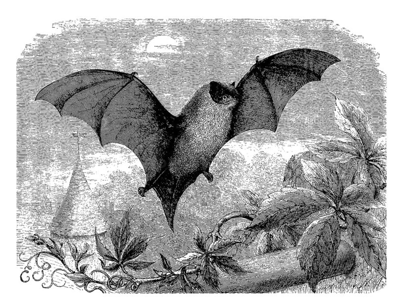 Common pipistrelle