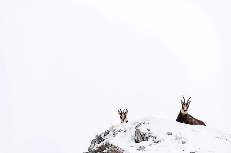 Chamois