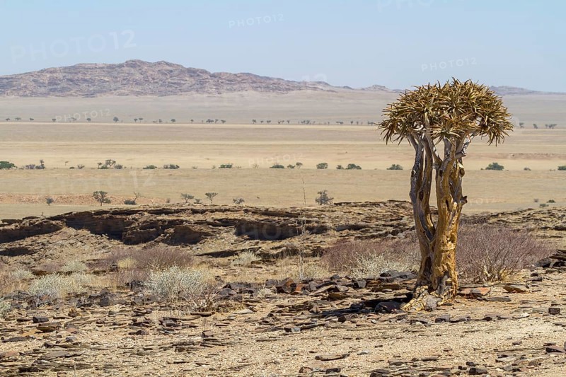 Desert-like landscape with quiver tree