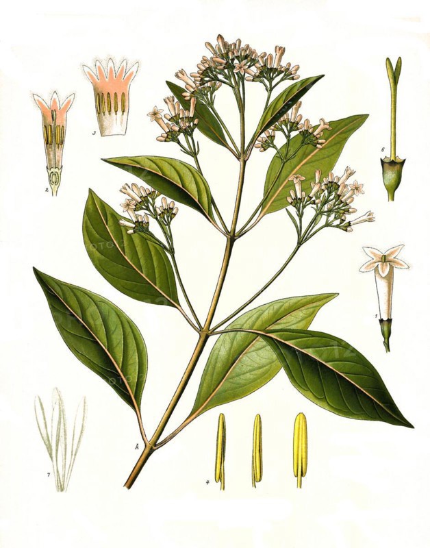 Medicinal plant