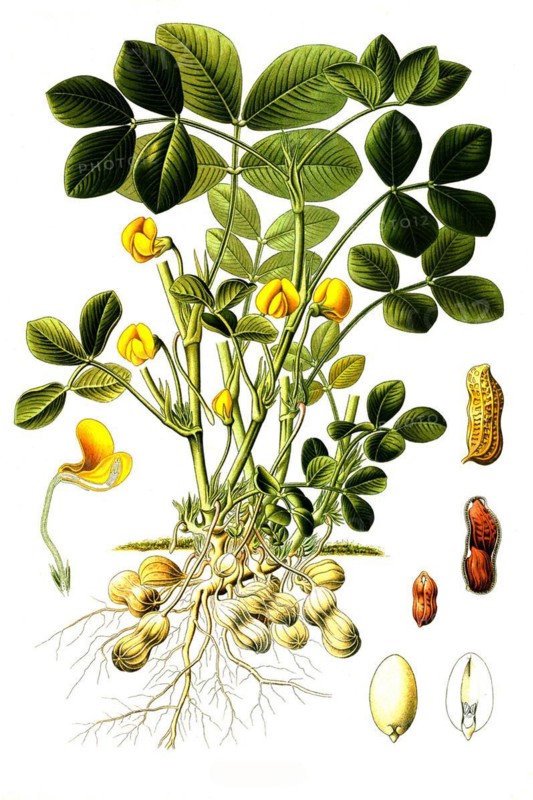 Medicinal plant