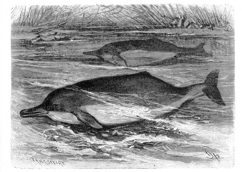 Inia amazonica