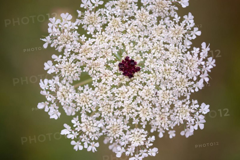 Wild carrot