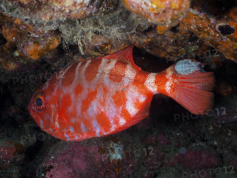 Bigeye glasseye snapper