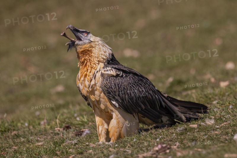 Bearded vulture