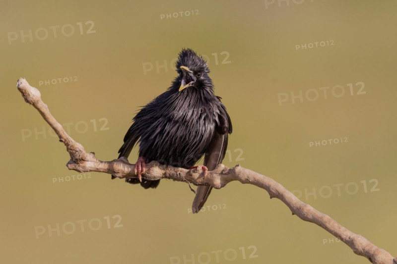 Spotless starling